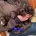 Cocker Spaniel (Show) - Both
