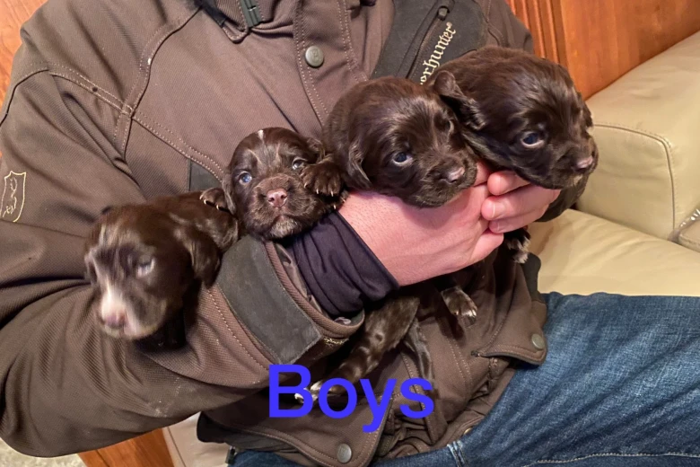 Cocker Spaniel (Show) - Both