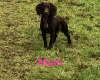 Cocker Spaniel (Show) - Both