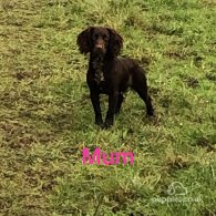 Cocker Spaniel (Working & Show) - Both