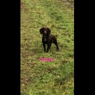 Cocker Spaniel (Working &amp; Show) - Both