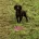 Cocker Spaniel (Show) - Both