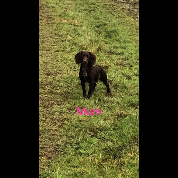 Cocker Spaniel (Working &amp; Show) - Both