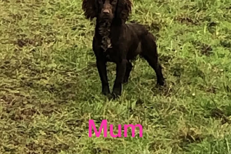 Cocker Spaniel (Show) - Both