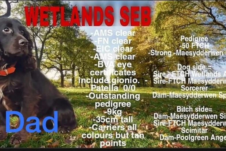 Cocker Spaniel (Show) - Both