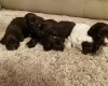 Cocker Spaniel (Show) - Both