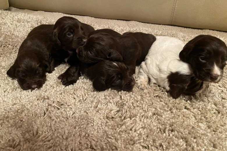 Cocker Spaniel (Show) - Both