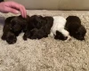 Cocker Spaniel (Show) - Both