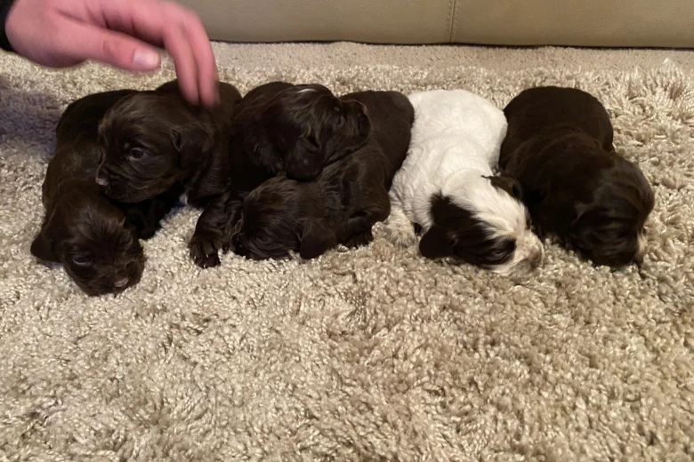 Cocker Spaniel (Show) - Both