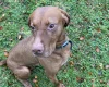 Hungarian Vizsla - Dogs