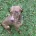 Hungarian Vizsla - Dogs