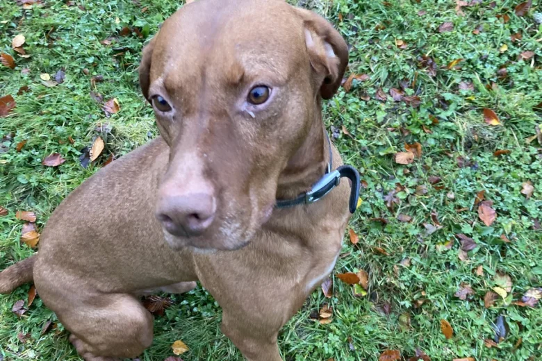 Hungarian Vizsla - Dogs
