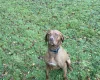 Hungarian Vizsla - Dogs