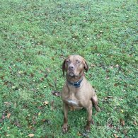 Hungarian Vizsla - Dogs