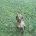 Hungarian Vizsla - Dogs