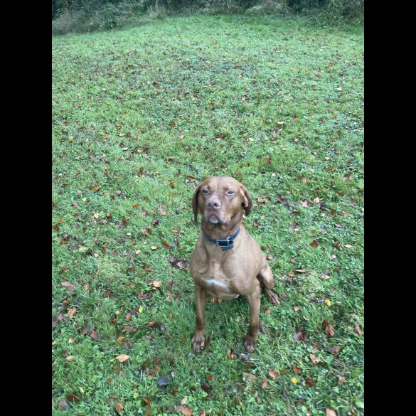 Hungarian Vizsla - Dogs