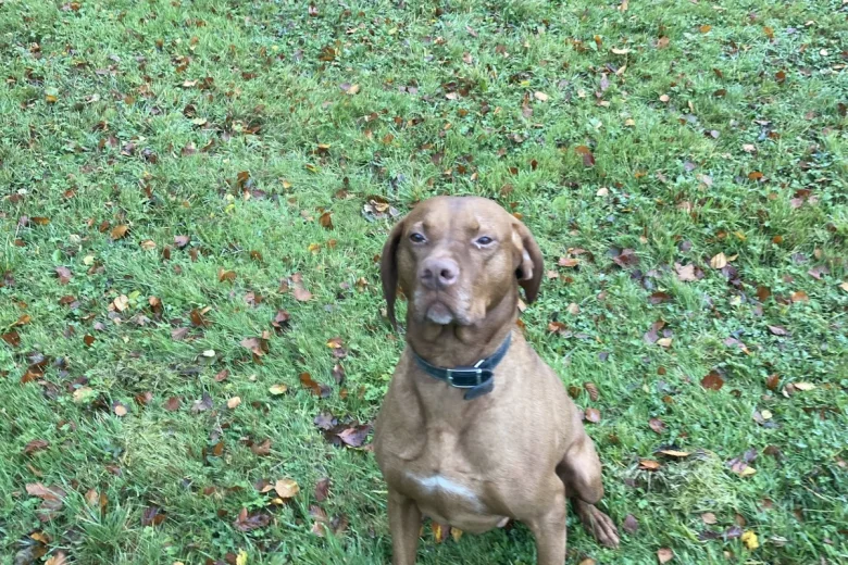 Hungarian Vizsla - Dogs