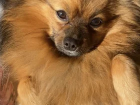 Pomeranian