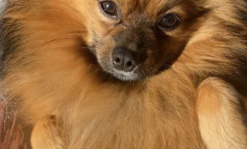 Pomeranian