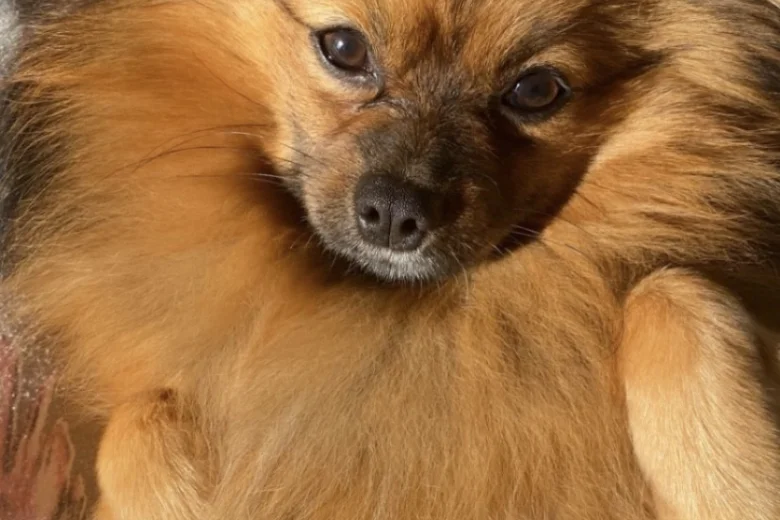 Pomeranian