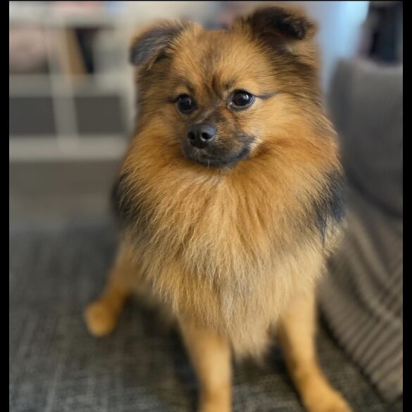 Pomeranian