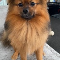 Pomeranian