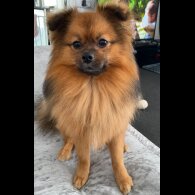 Pomeranian