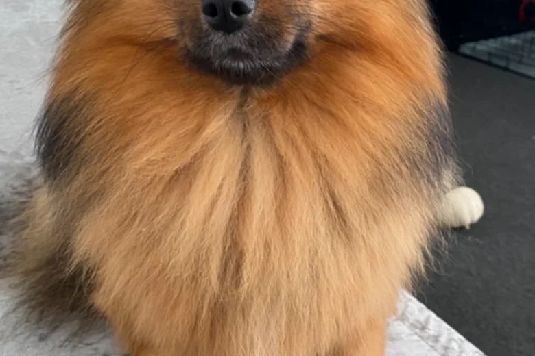 Pomeranian
