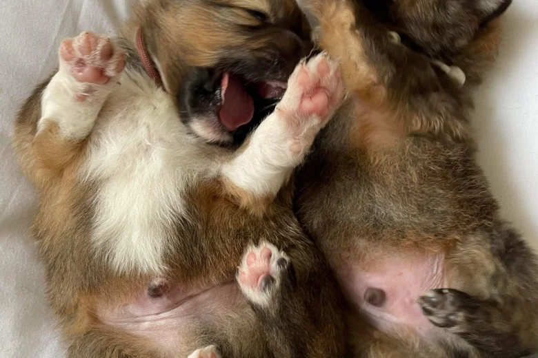 Pomeranian