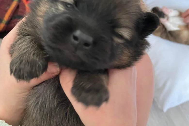 Pomeranian