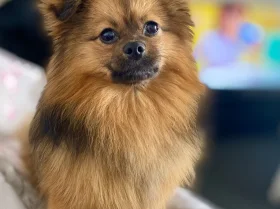 Pomeranian