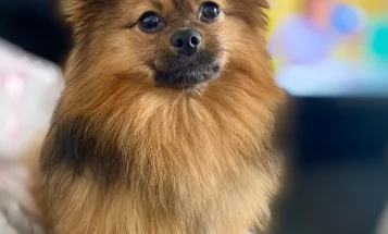 Pomeranian