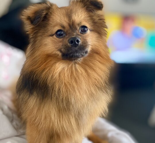 Pomeranian