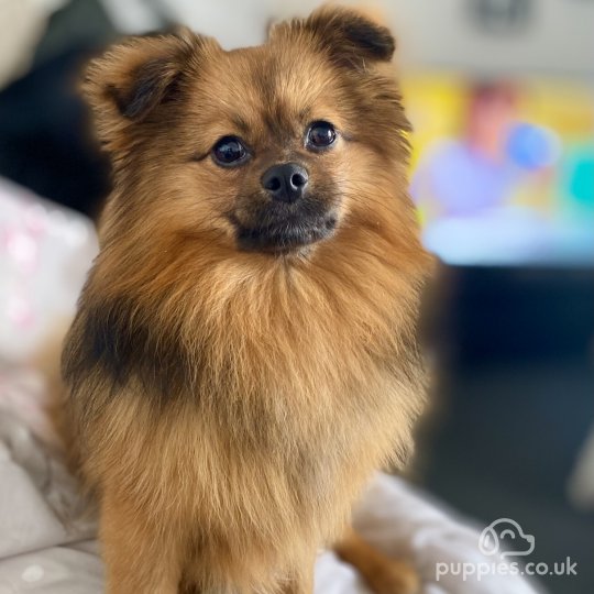 Pomeranian