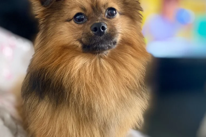 Pomeranian