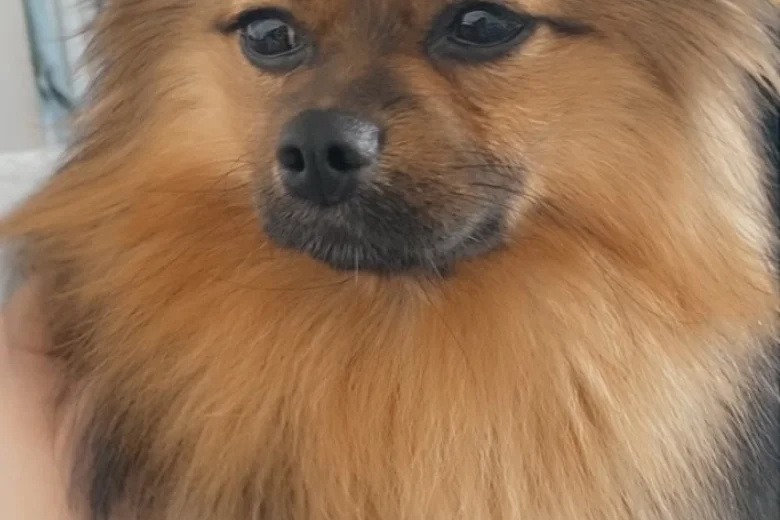 Pomeranian