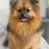 Pomeranian