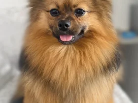 Pomeranian