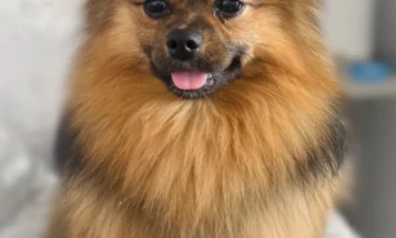 Pomeranian