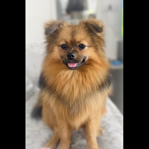 Pomeranian