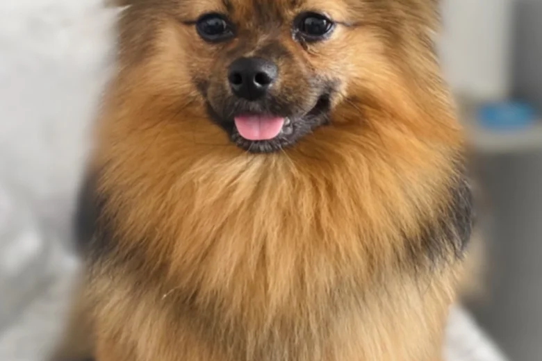 Pomeranian