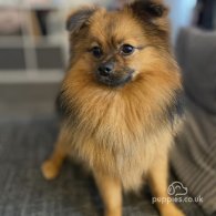 Pomeranian