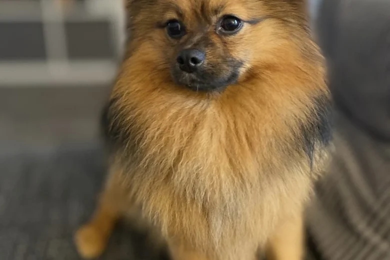 Pomeranian