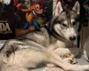 Siberian Husky