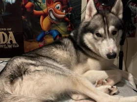 Siberian Husky