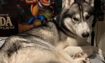 Siberian Husky