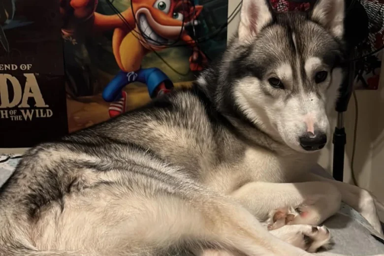 Siberian Husky