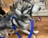 Siberian Husky