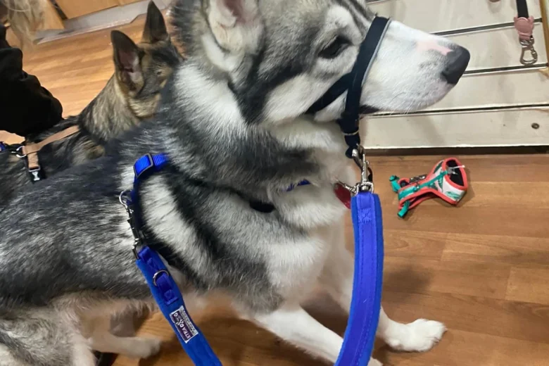 Siberian Husky