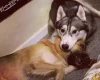 Siberian Husky